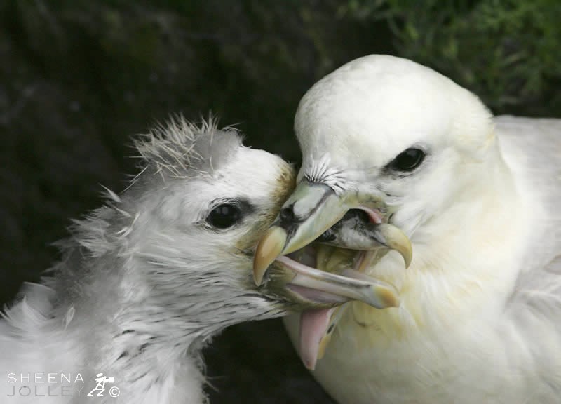 Fulmar Feeding Young Chick.jpg - 